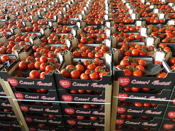 Peperoni e pomodori d'importazione, listini vivaci 