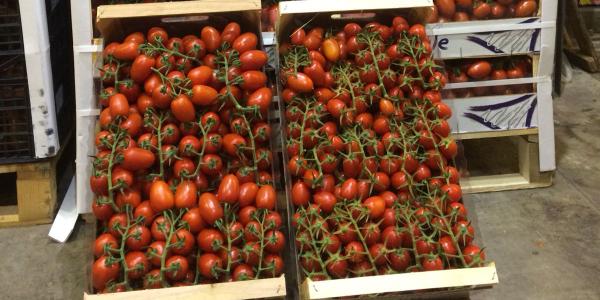 Pomodori datterini Maas Catania