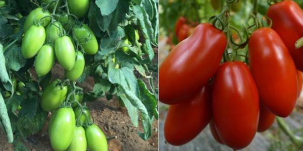 Si amplia la gamma dei pomodori Biogya