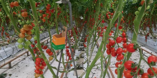 Lepidotteri e altri fitofagi, controllo a residuo zero