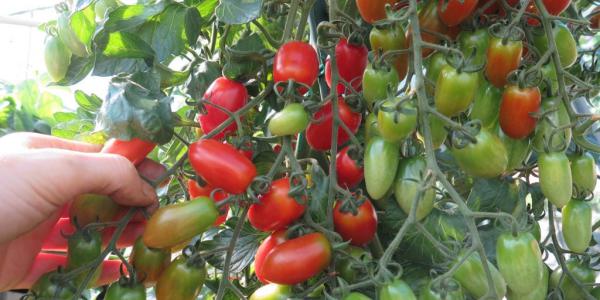 Almerìa, aumenta la produzione di pomodoro