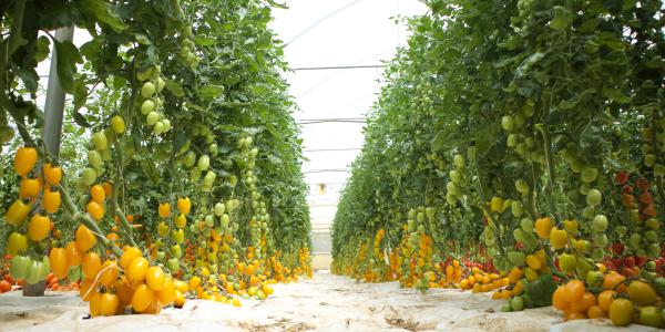 Gocce di sapore: gusto, colore e innovazione secondo Isi