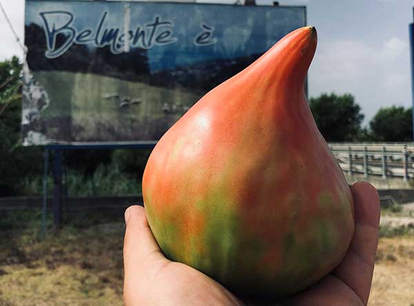 Il pomodoro di Belmonte verso il riconoscimento Igp