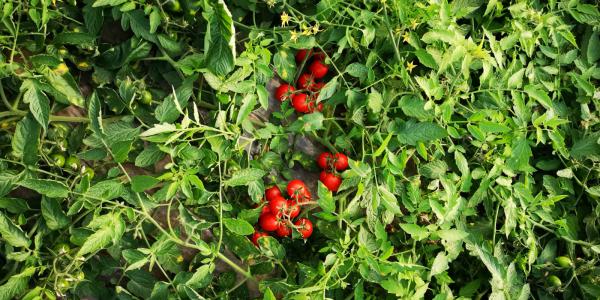 Pomodoro Buttiglieddru