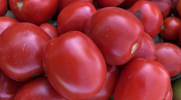 Confronto varietale per il pomodoro da industria 