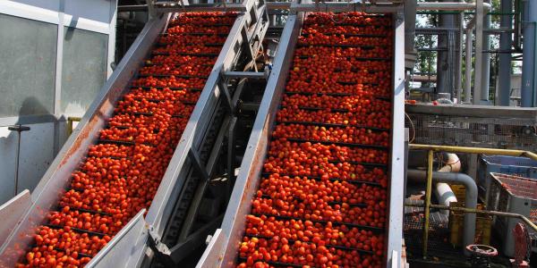 Pomodoro da industria, l'analisi della campagna