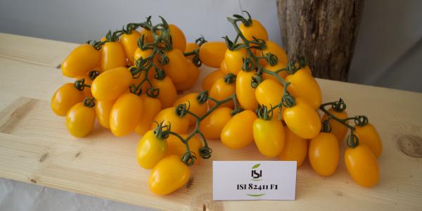Pomodoro giallo Isi