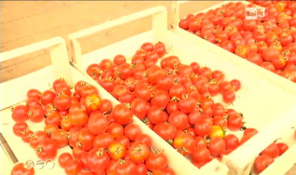 il pomodoro regina ageo su rai 3