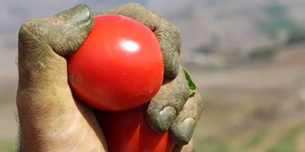 Pomodoro siccagno, la mancanza di acqua come risorsa