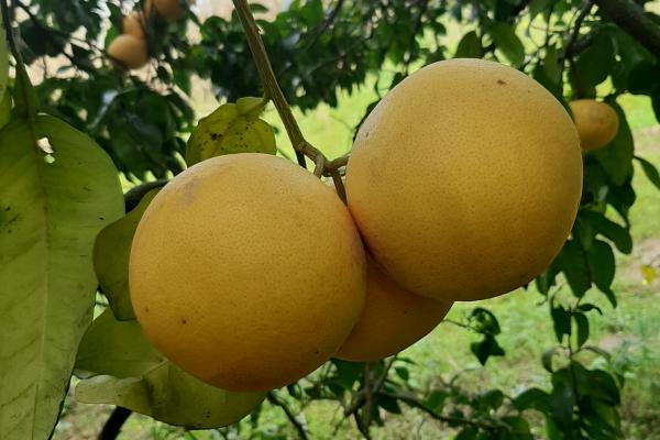 «Pompelmo rosa calabrese, una nicchia da valorizzare»