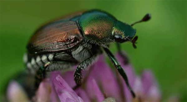 Popilia Japonica, 387mila euro per le aziende piemontesi