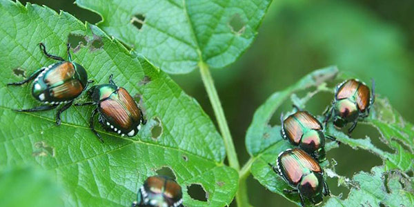 Popillia japonica, speranze affidate a nematodi e funghi
