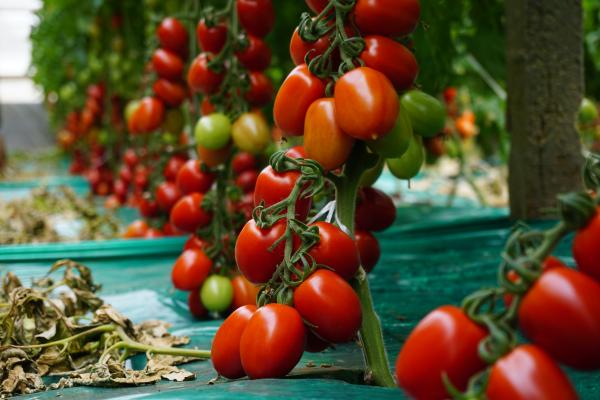 Pomodori midi plum, Isi Sementi innova ancora