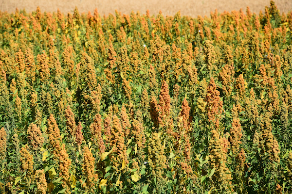 Ecco Quipu, la quinoa italiana