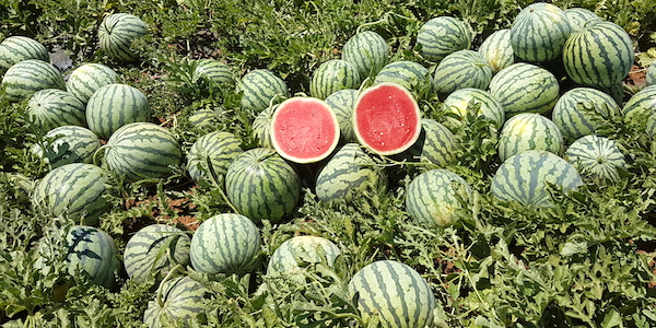 Angurie, parola d'ordine seedless