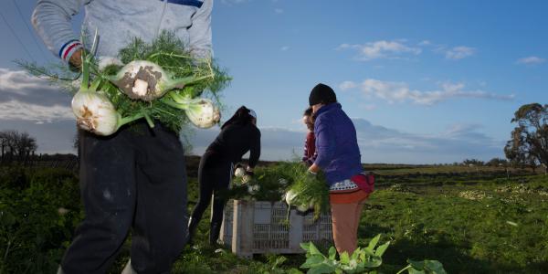Braccianti agricoli, le aliquote Inps per il 2021