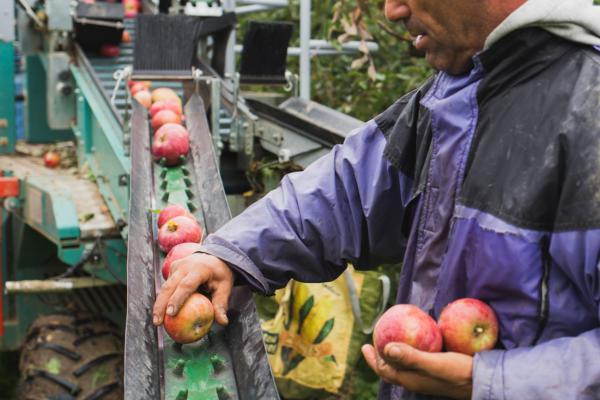 Mele Illuminati Frutta