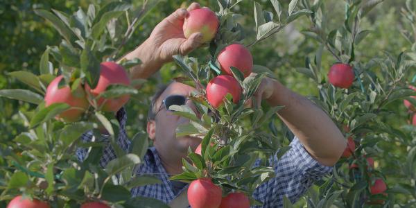 Morgana, la mela più succosa del mondo