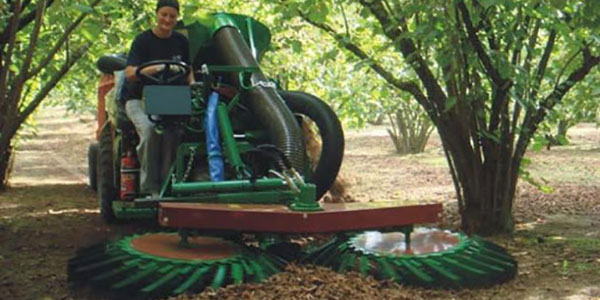 «Nocciole, a Viterbo volumi nella media e buona qualità»