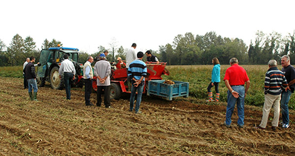 raccolta meccanica patata dolce di opo veneto