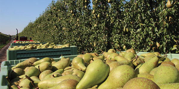 Agrofarmaci, il Mancozeb verso la revoca