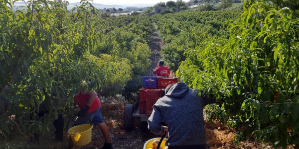 Lavoro sotto il solleone, ordinanza anche in Calabria