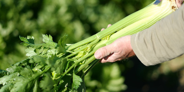 Sipo, la carta inattesa del sedano