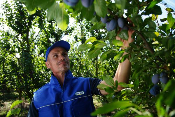 Confezionamento in campagna per ottimizzare i costi