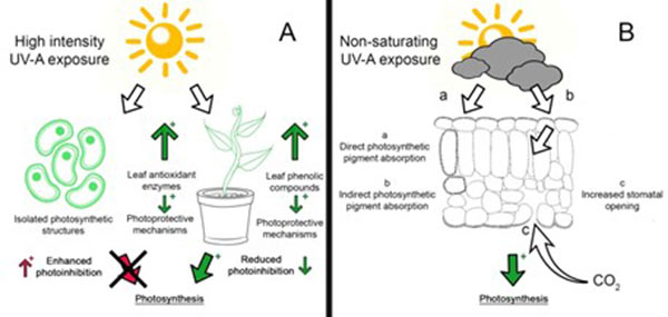 Orticoltura, le novità della radiazione ultravioletta