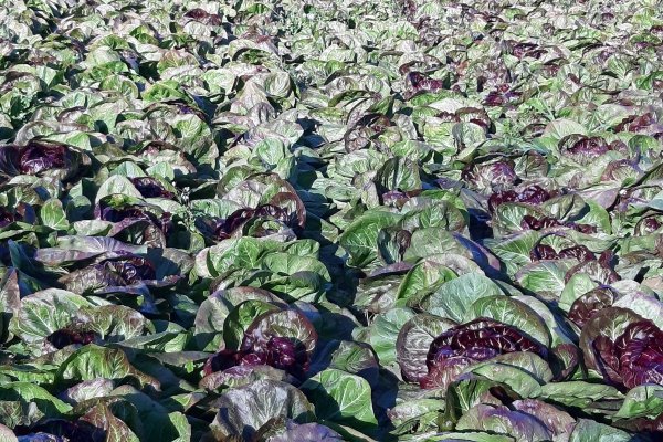 Il radicchio delle Marche prova a fare squadra con Rubino