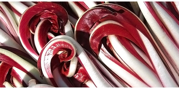 Parte bene la stagione del Radicchio tardivo di Treviso Igp