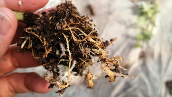 Rapporto tra suolo e pianta, spingere sulla ricerca