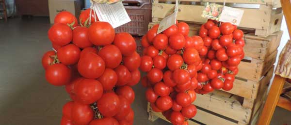 il pomodoro regina e le ramasole