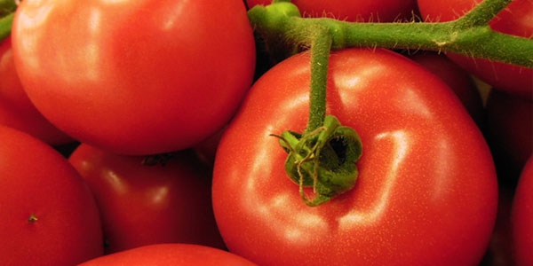 «Pomodoro ramato, con l’Olanda non possiamo competere»