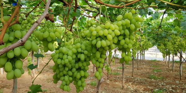 Uva da tavola, la Puglia apre le danze