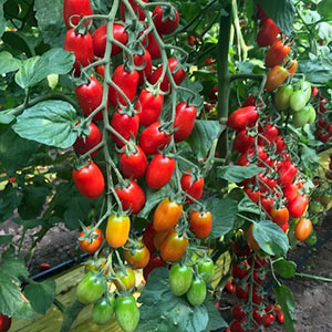 Semi Pomodoro Datterino - Varietà Classica Rampicante, Dolce E Saporito, Per Orto E Giardinaggio - Foto 6