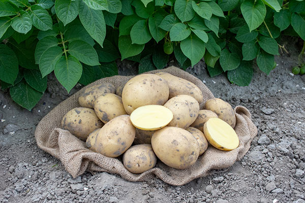 Romagnoli, annata positiva per le patate emiliane