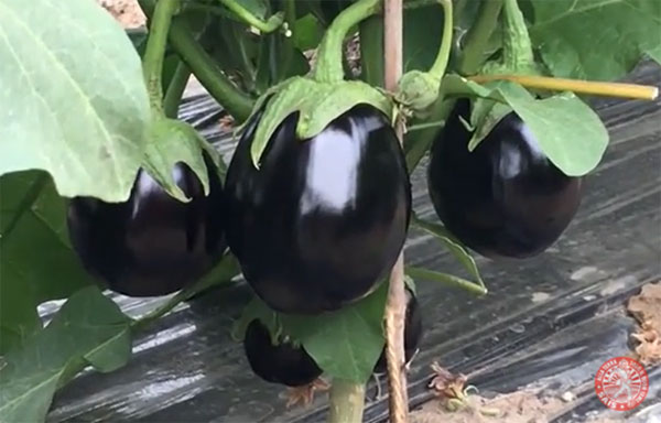 Melanzane, quando la versatilità premia