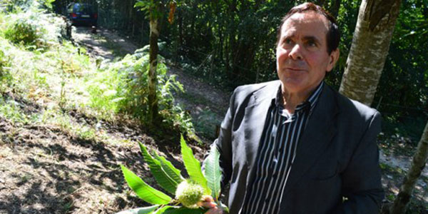 Malerba: castagneti sempre più deboli, hanno bisogno di cure