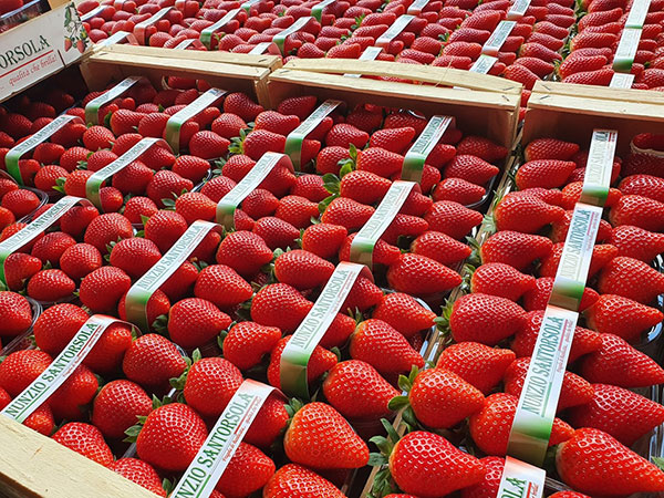 Fragole, il freddo rallenta la produzione