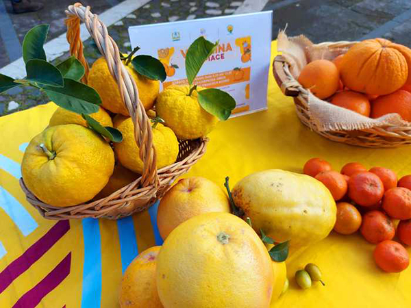 Sa Pompia, l'agrume più raro al mondo cresce in Sardegna
