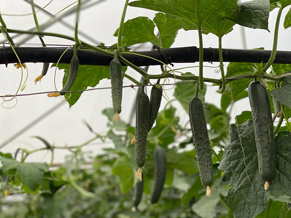 Iperione, il cetriolo che spicca in dolcezza