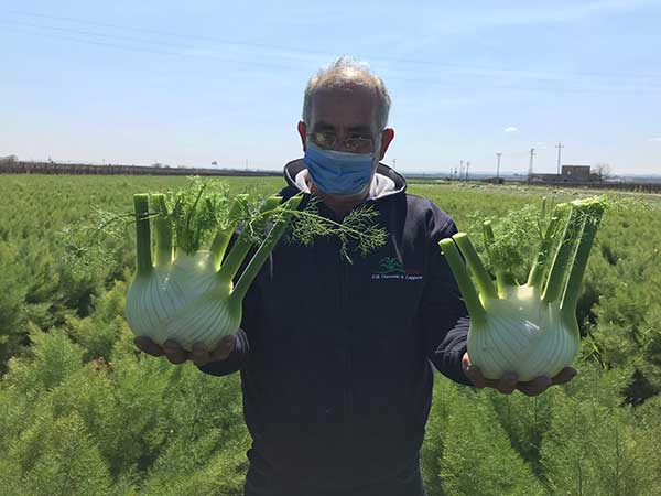 Rotondità, il punto forte del finoccchio Augusto di Seminis