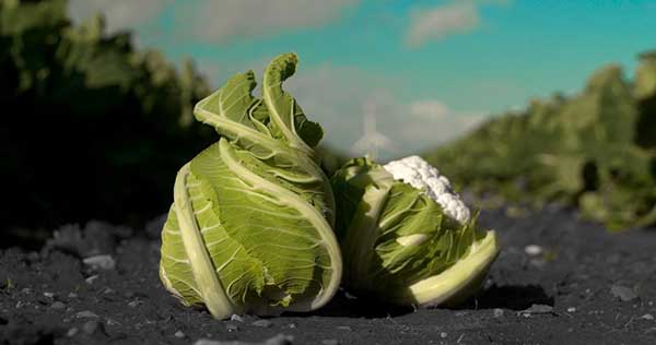 Subasio e Carantic, novità della gamma cavolfiore Seminis