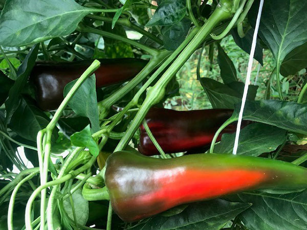 Colore e uniformità per Teatino, il peperone Seminis