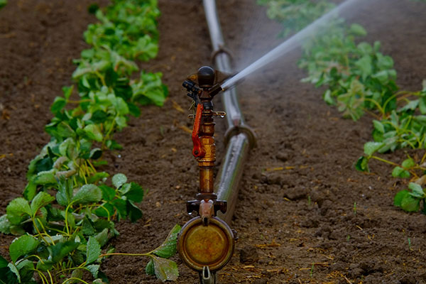 La stangata dell'irrigazione: «Pagheremo 5 volte di più»