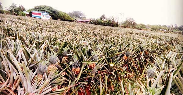 Ananas da Santo Domingo, la novità