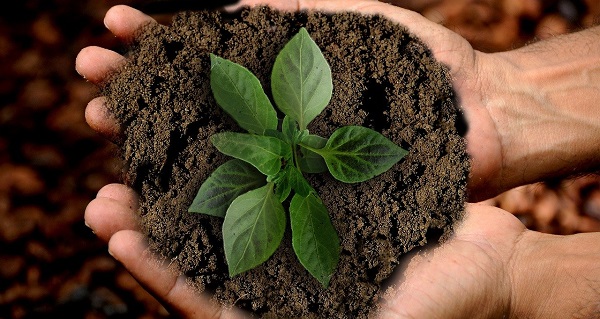 Focus su «La transizione ecologica nell'agroalimentare»