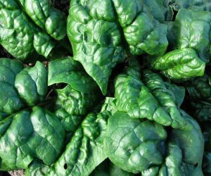 Spinaci alla mandragola e ritiri: come assicurarsi?