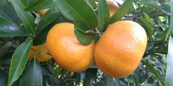 Clementine, ecco le prime previsioni